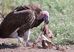 Lappet-faced Vulture